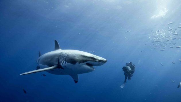 shark