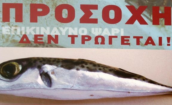 συναγερμός-από-τοξικό-ψάρι-στη-σέριφο