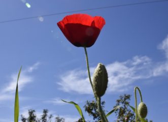 καλοκαιρία-και-υψηλές-θερμοκρασίες-τ