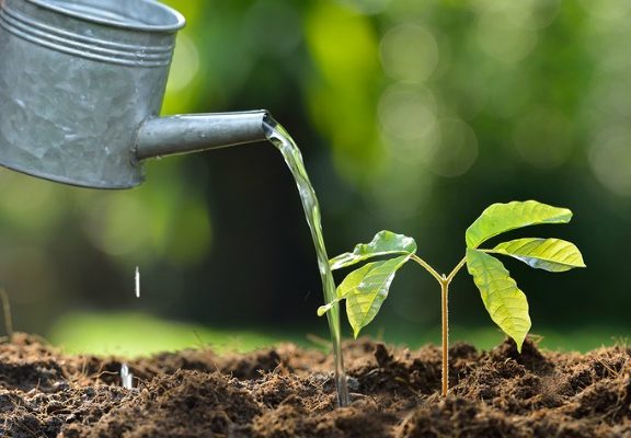 adopt-a-tree-με-ένα-κλικ-από-το-κινητό-σου-μπορ