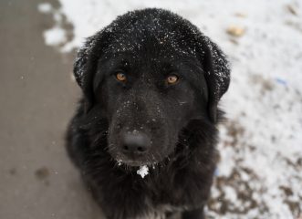 "Ούτε pet friendly, αλλά ούτε human friendly"": Ξενοδόχος αρνήθηκε να δώσει δωμάτιο σε αποκλεισμένους από το χιόνι γιατί είχαν σκύλο