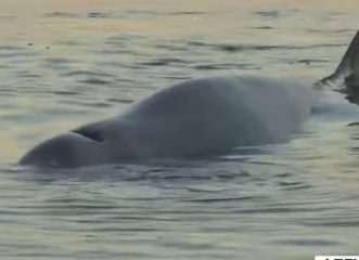 Αγωνία για τη μικρή φάλαινα που εντοπίστηκε στον Άλιμο - Είναι τραυματισμένη και αυτή τη στιγμή υποφέρει