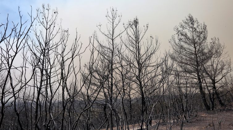 Έβρος: Εφιαλτικές εικόνες από το πριν και το μετά της καταστροφικής φωτιάς στο Δάσος στη Δαδιά