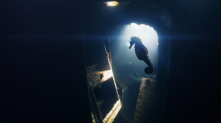 "Our Ocean Film Festival": 1ο Διεθνές Φεστιβάλ Κινηματογράφου για τους Ωκεανούς στην Αθήνα