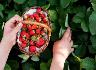 Φράουλες: Πόσο επιβαρυμένες με φυτοφάρμακα είναι;