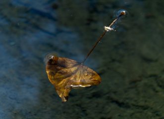 fluid-beauty-ατομική-έκθεση-φωτογραφίας-της-εύα