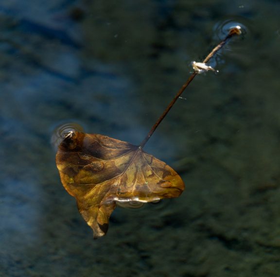fluid-beauty-ατομική-έκθεση-φωτογραφίας-της-εύα