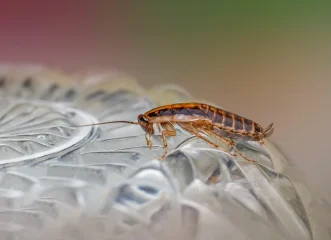 3-τρόποι-για-να-απαλλαγείτε-από-τις-κατσ